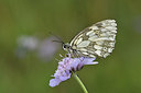 BUITEN BEELD Foto: 299614