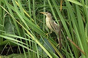 BUITEN BEELD Foto: 299829