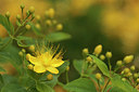 BUITEN BEELD Foto: 299872