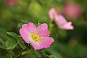BUITEN BEELD Foto: 299924