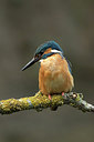 BUITEN BEELD Foto: 299947