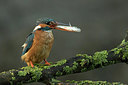 BUITEN BEELD Foto: 299955