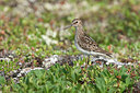 BUITEN BEELD Foto: 299969