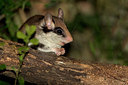 BUITEN BEELD Foto: 300036