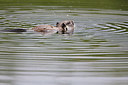 BUITEN BEELD Foto: 300037