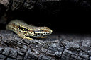 BUITEN BEELD Foto: 300153