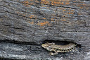 BUITEN BEELD Foto: 300158