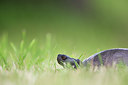 BUITEN BEELD Foto: 300165