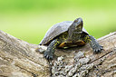 BUITEN BEELD Foto: 300171