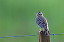 BUITEN BEELD Foto: 300199