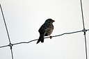 BUITEN BEELD Foto: 300200