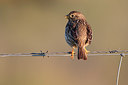 BUITEN BEELD Foto: 300206