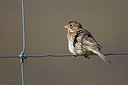 BUITEN BEELD Foto: 300221