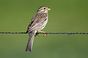 BUITEN BEELD Foto: 300230