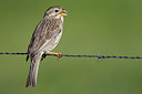 BUITEN BEELD Foto: 300232