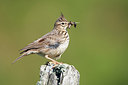 BUITEN BEELD Foto: 300235