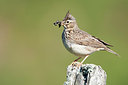 BUITEN BEELD Foto: 300236