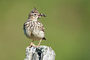 BUITEN BEELD Foto: 300237