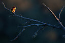 BUITEN BEELD Foto: 300241