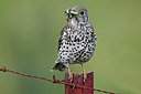 BUITEN BEELD Foto: 300288