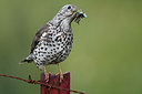 BUITEN BEELD Foto: 300289