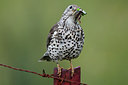 BUITEN BEELD Foto: 300290