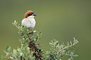 BUITEN BEELD Foto: 300291