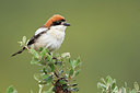 BUITEN BEELD Foto: 300292