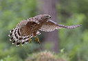 BUITEN BEELD Foto: 300334