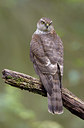 BUITEN BEELD Foto: 300344