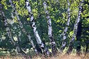 BUITEN BEELD Foto: 300529