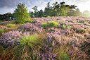 BUITEN BEELD Foto: 300540