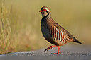 BUITEN BEELD Foto: 300613