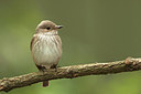 BUITEN BEELD Foto: 300648