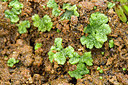 BUITEN BEELD Foto: 300798
