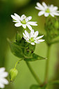 BUITEN BEELD Foto: 300801