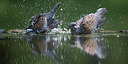 BUITEN BEELD Foto: 300858