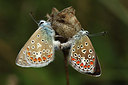 BUITEN BEELD Foto: 300893