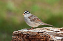 BUITEN BEELD Foto: 300947