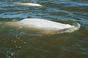 BUITEN BEELD Foto: 300960