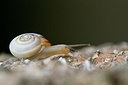 BUITEN BEELD Foto: 300996