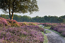 BUITEN BEELD Foto: 301041