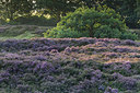 BUITEN BEELD Foto: 301043