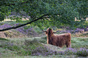 BUITEN BEELD Foto: 301056