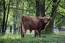 BUITEN BEELD Foto: 301062