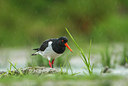 BUITEN BEELD Foto: 301112