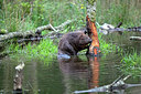 BUITEN BEELD Foto: 301126