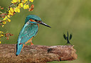 BUITEN BEELD Foto: 301139