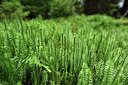 BUITEN BEELD Foto: 301156