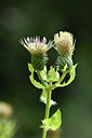 BUITEN BEELD Foto: 301179